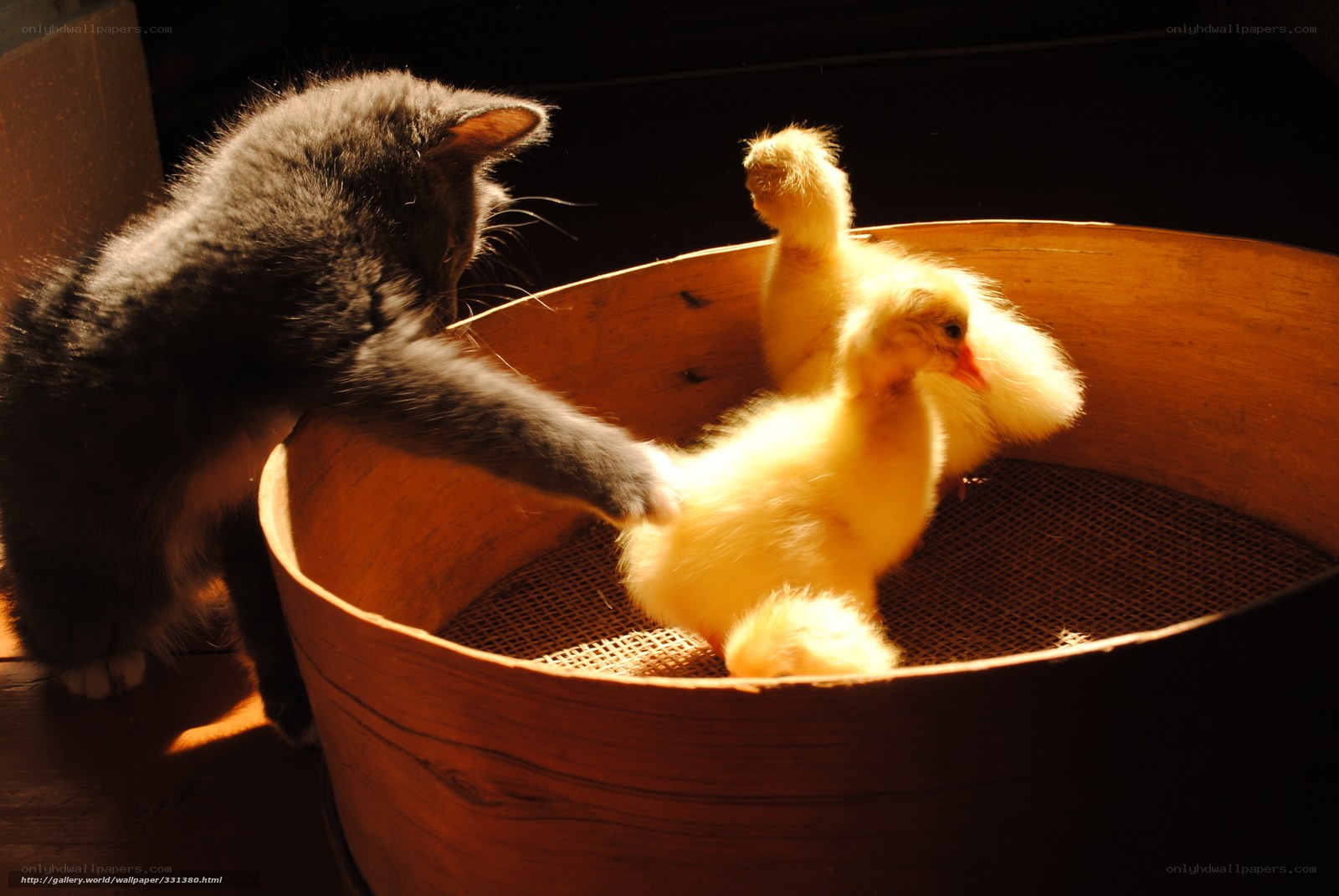 cat with ducklings in basket