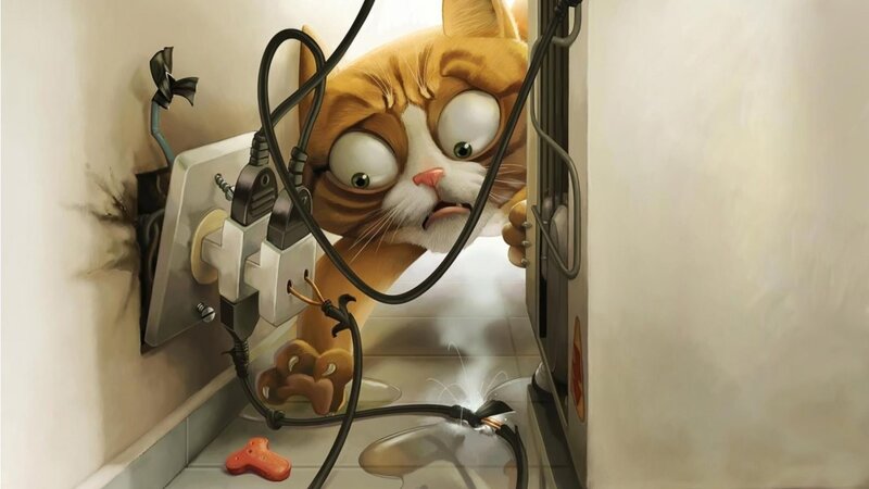 Cat with electrical hazard