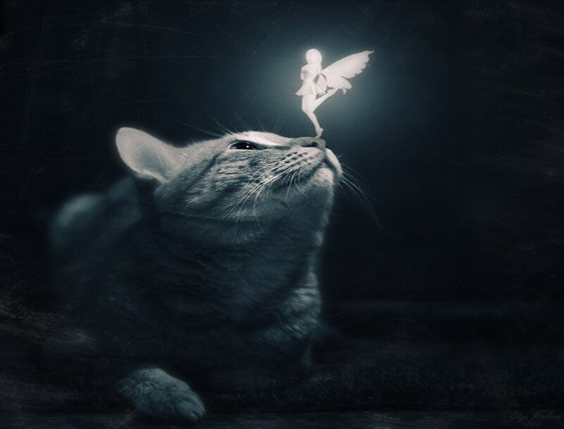 Cat with Fairy on Nose