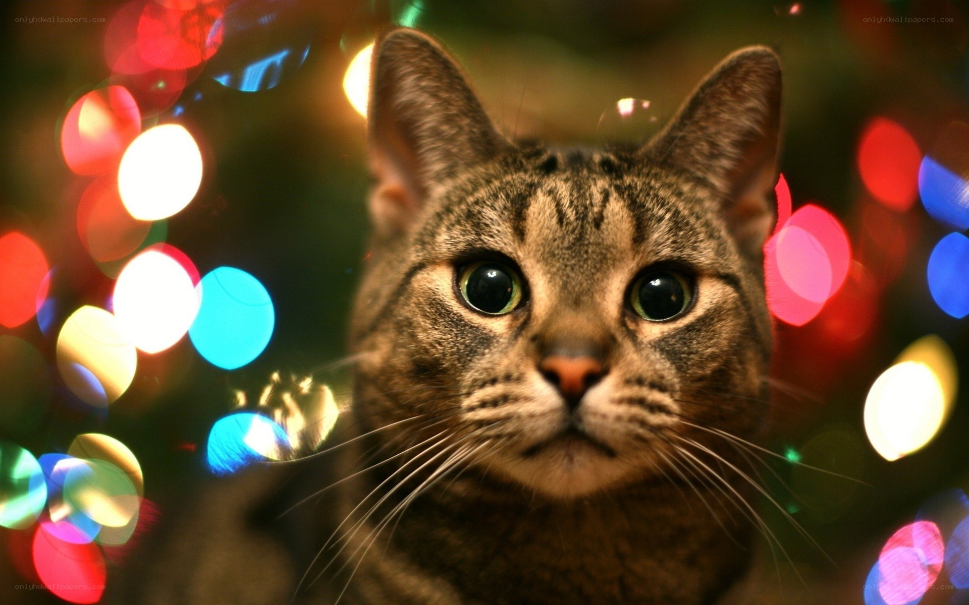cat with festive lights