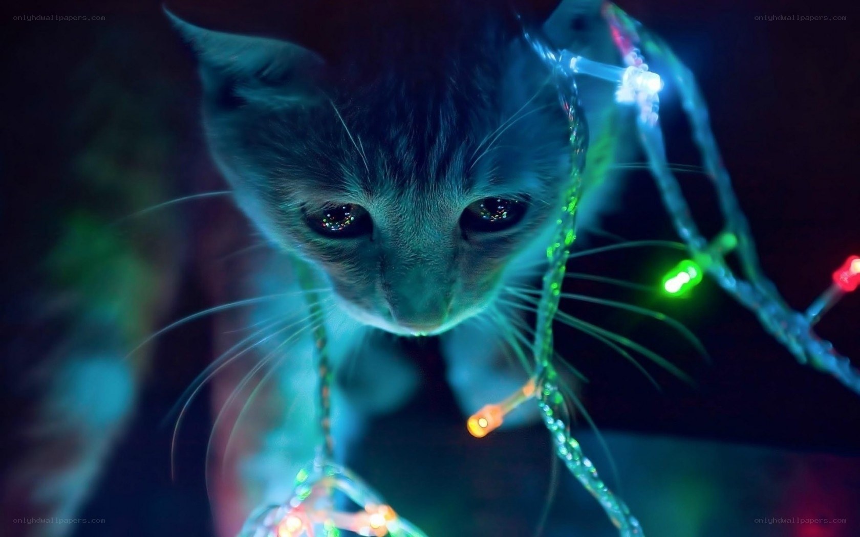 cat with festive lights