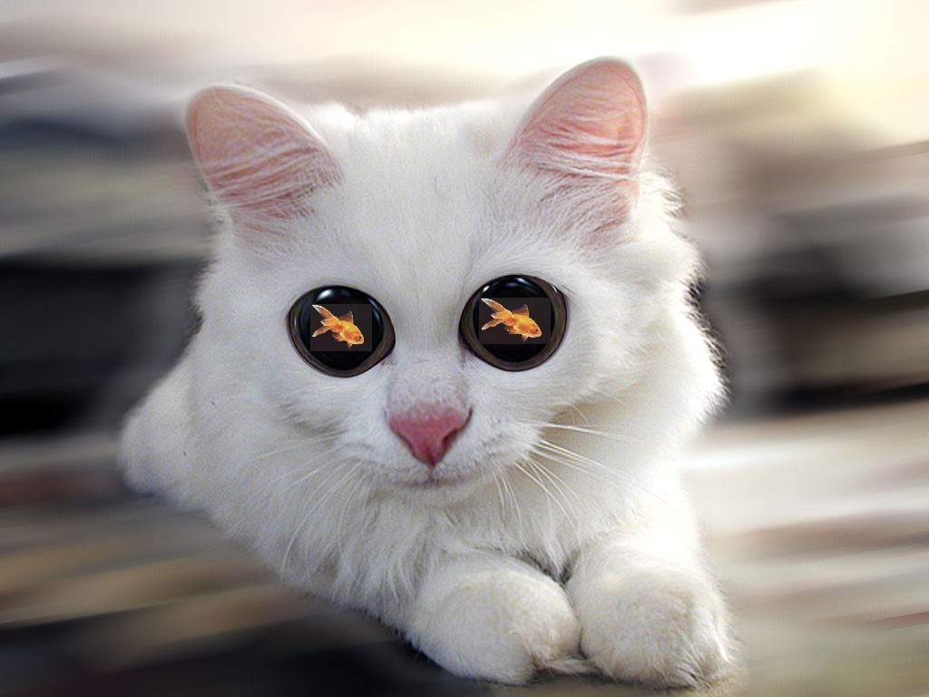 cat with fish eyes