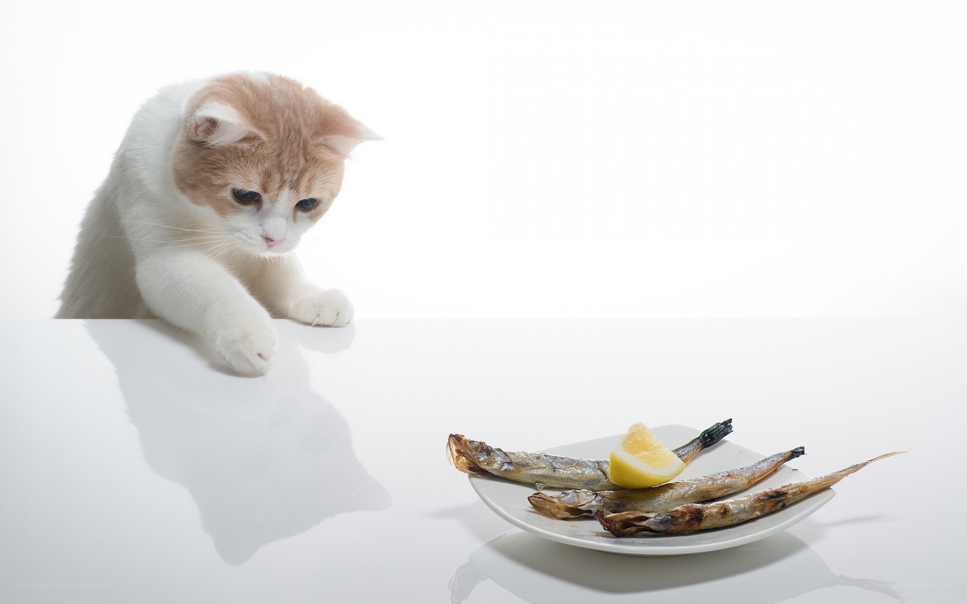 cat with fish on plate