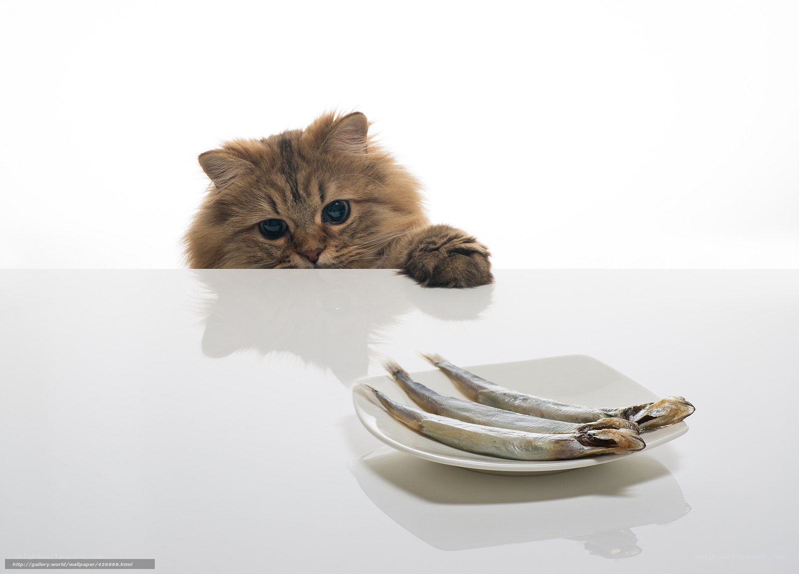 cat with fish on table