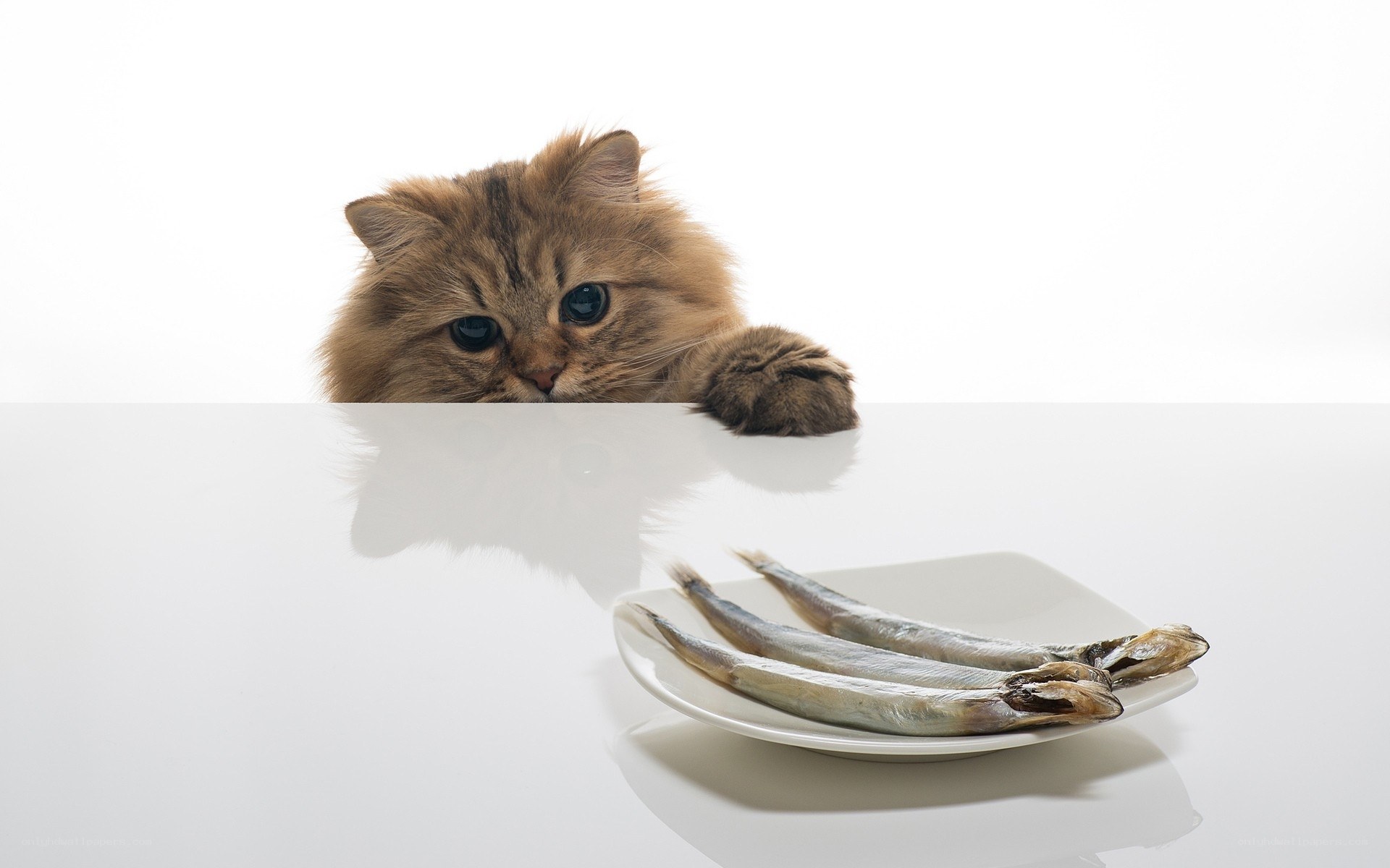 cat with fish on table