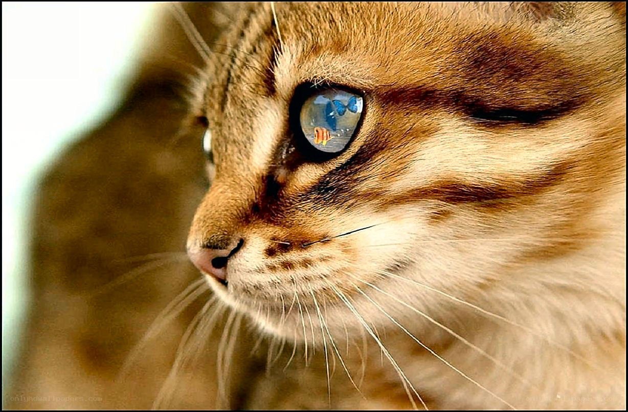 cat with fish reflection