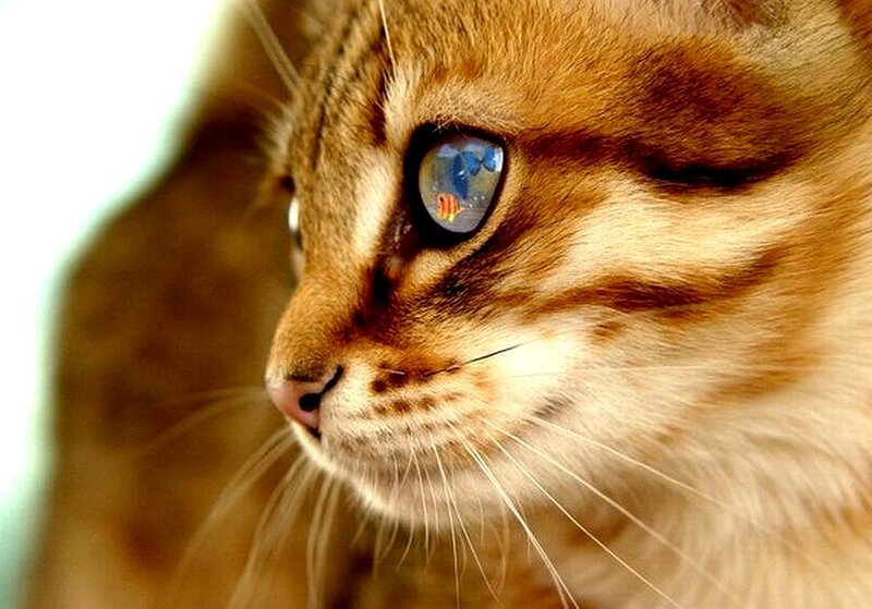 cat with fish reflection