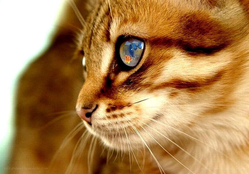 cat with fish reflection