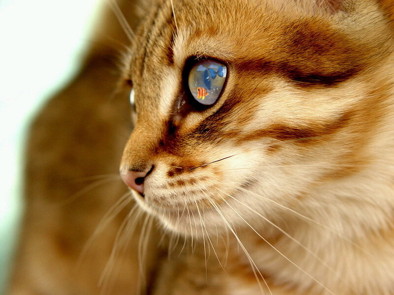 cat with fish reflection