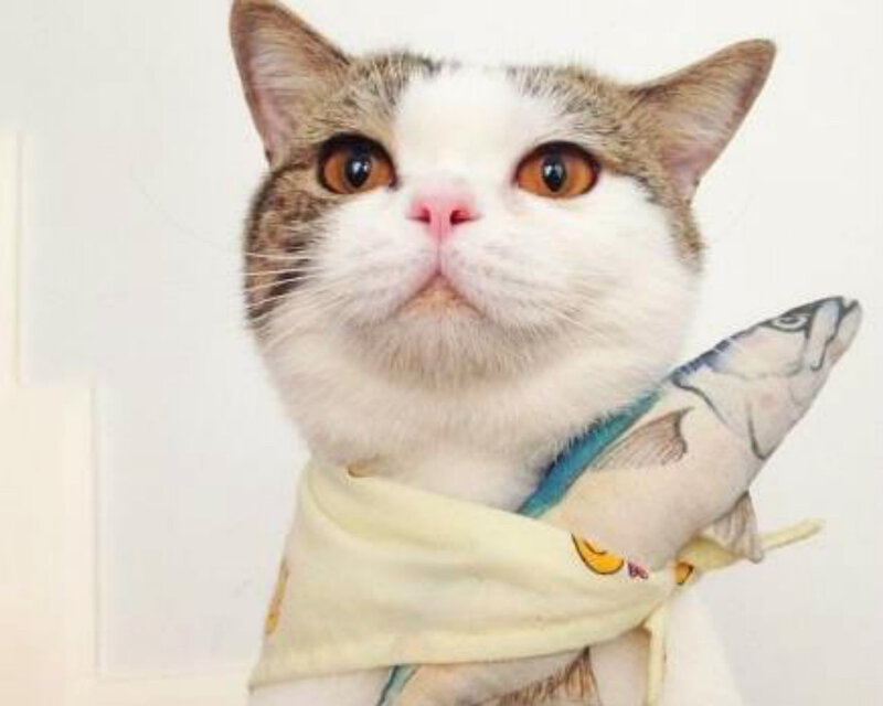 Cat with Fish Toy