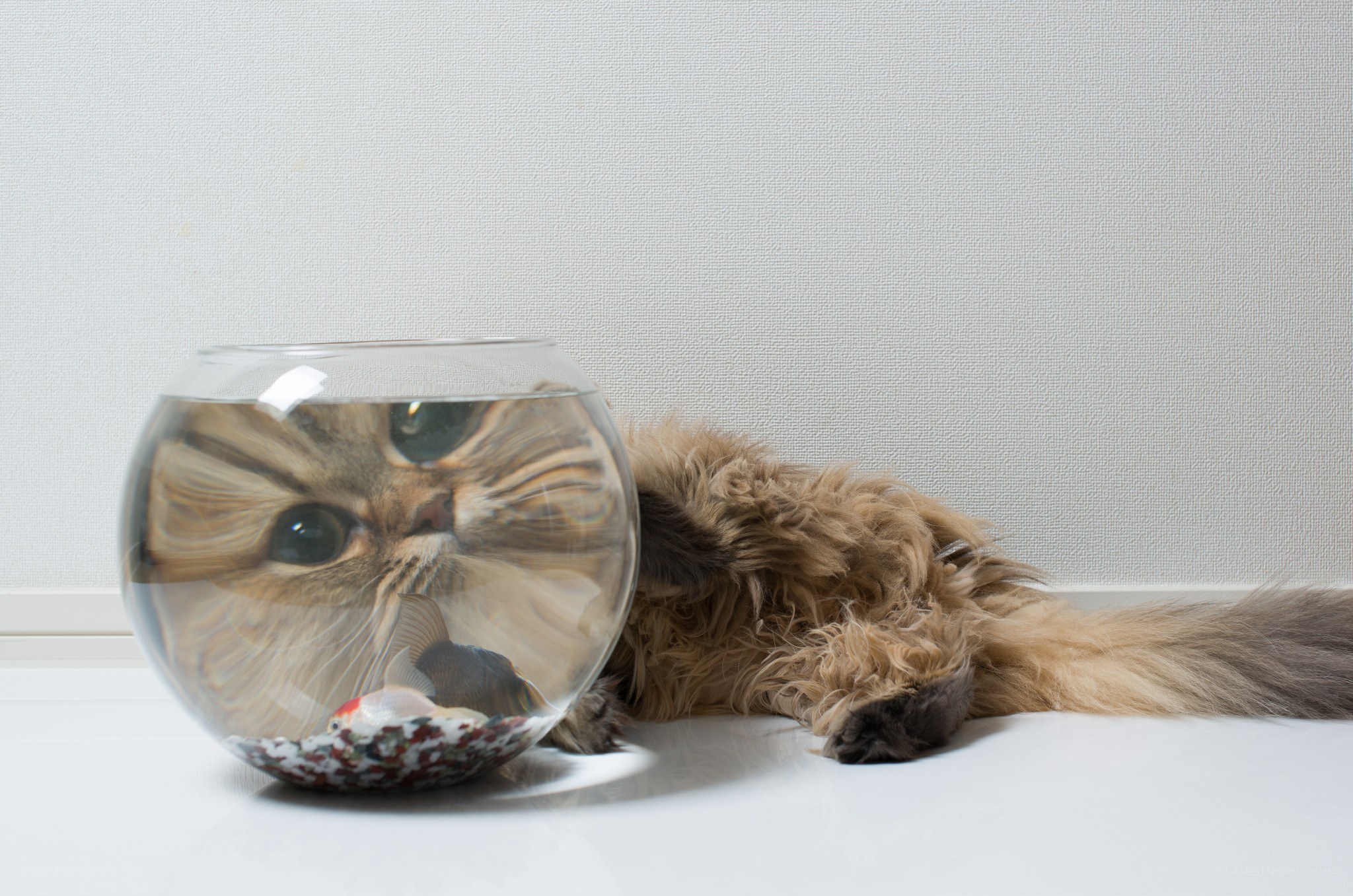 cat with fishbowl reflection