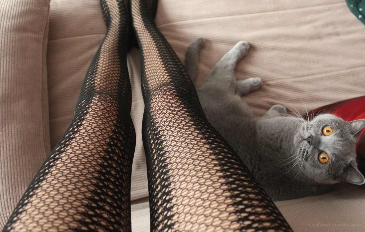 cat with fishnet tights