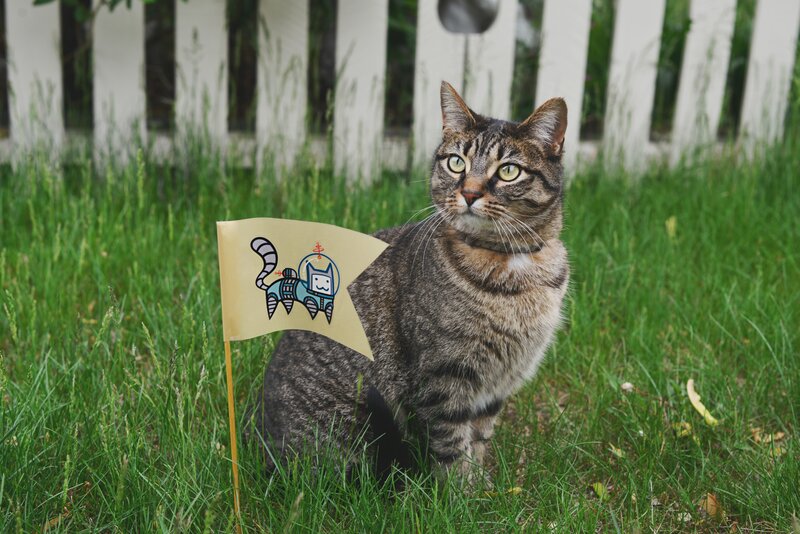 cat with flag in grass