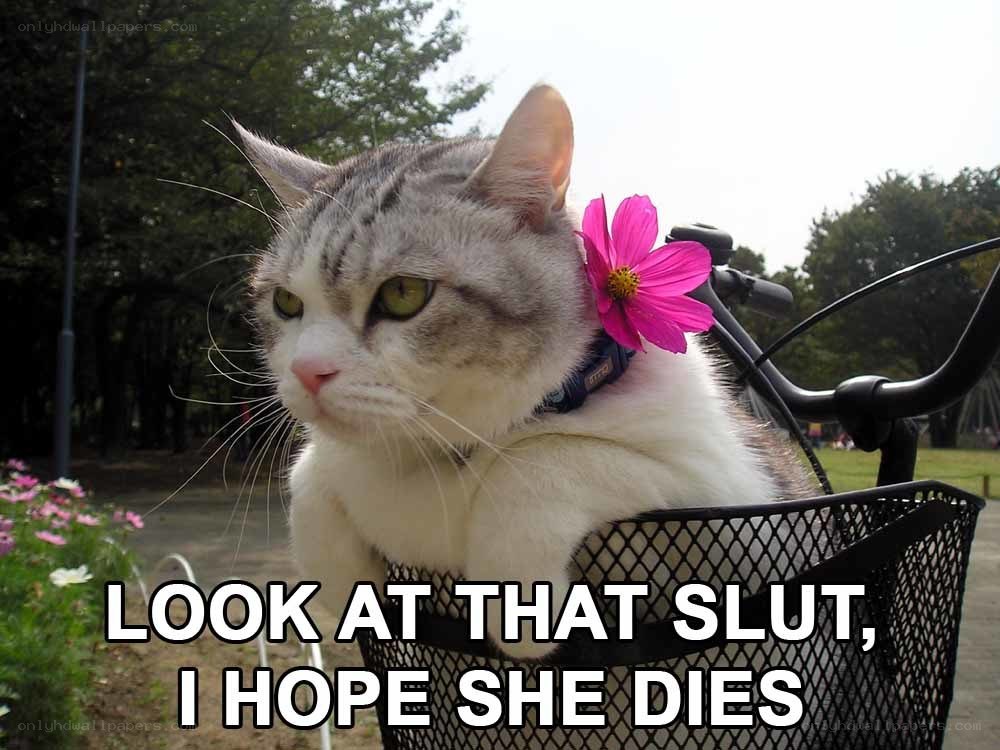 cat with flower in basket