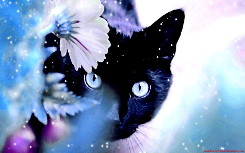 cat with flower in space