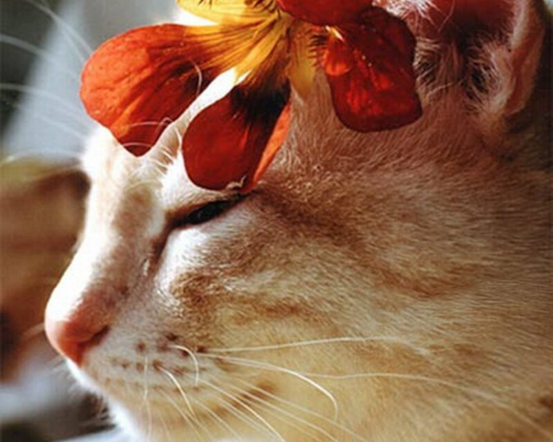 Cat with Flower on Head — Orange