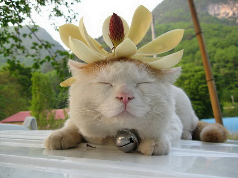 Cat with Flower on Head
