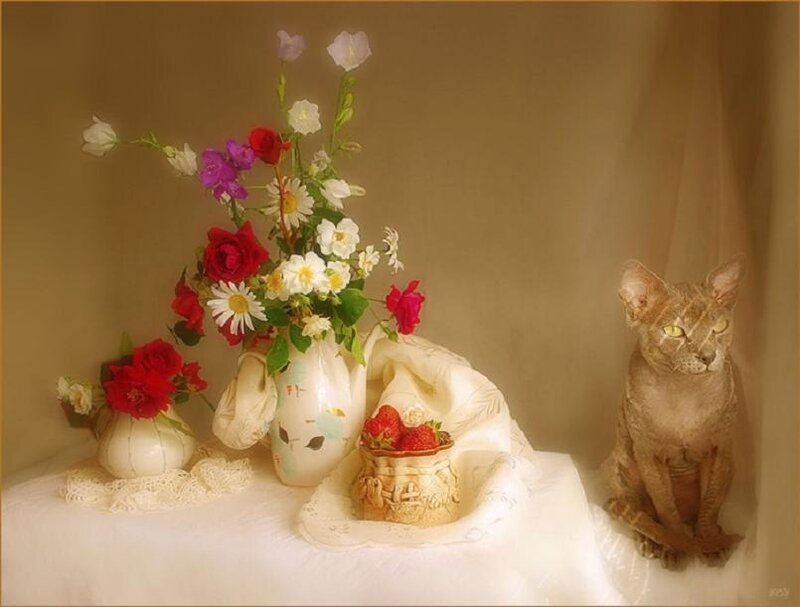 Cat with Flowers and Strawberries