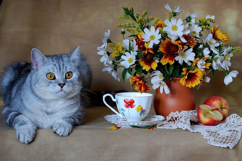 Cat with flowers and tea cup