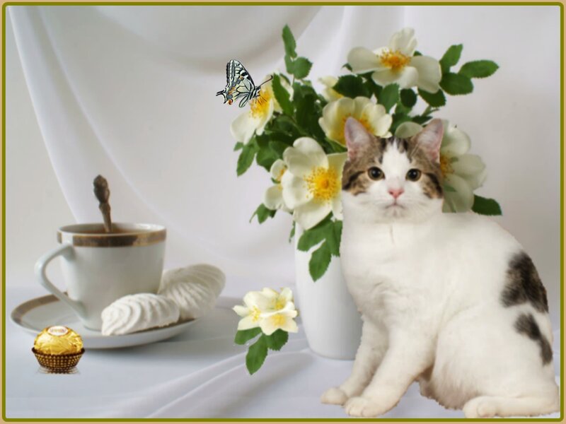 Cat with Flowers and Tea