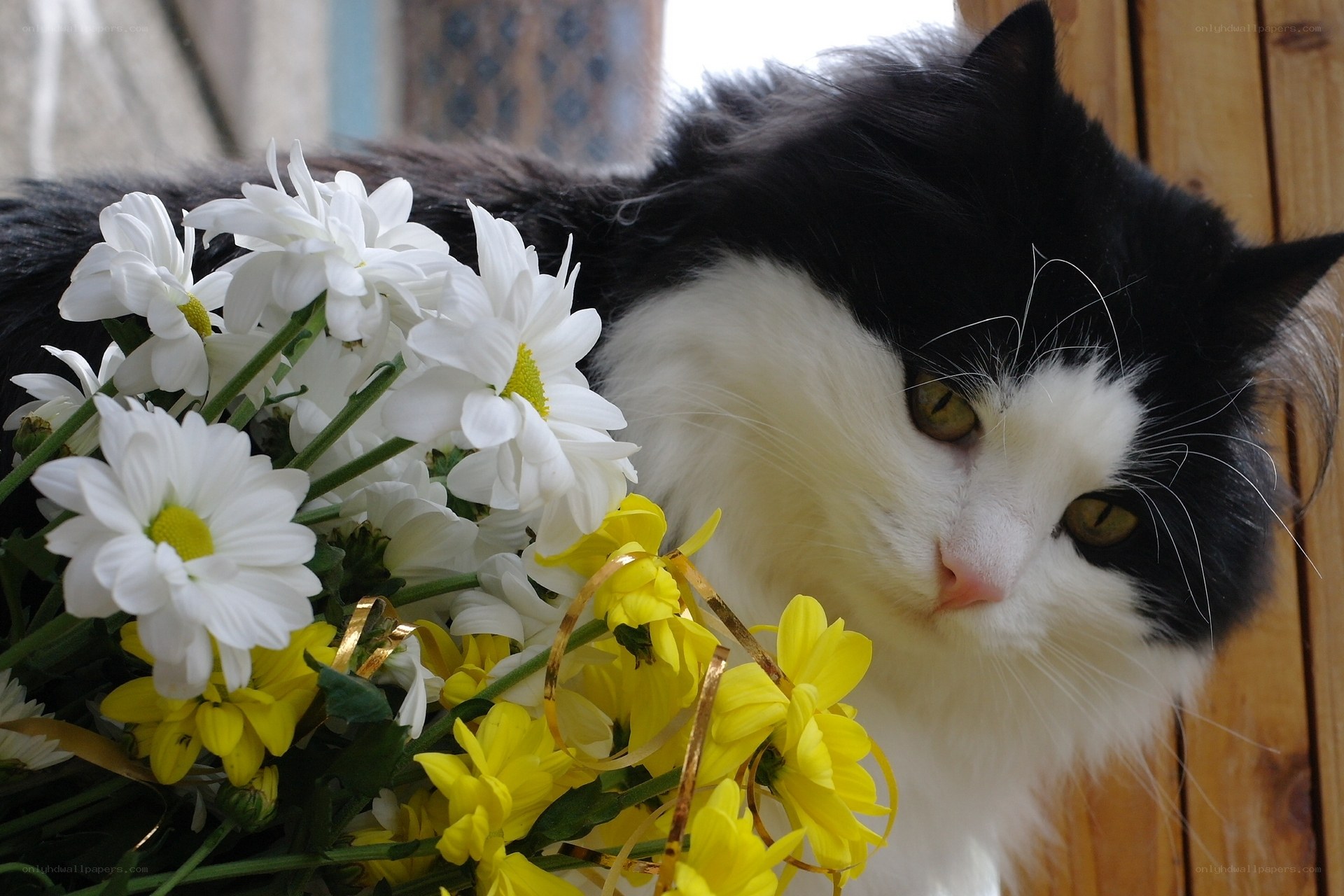 cat with flowers bouquet