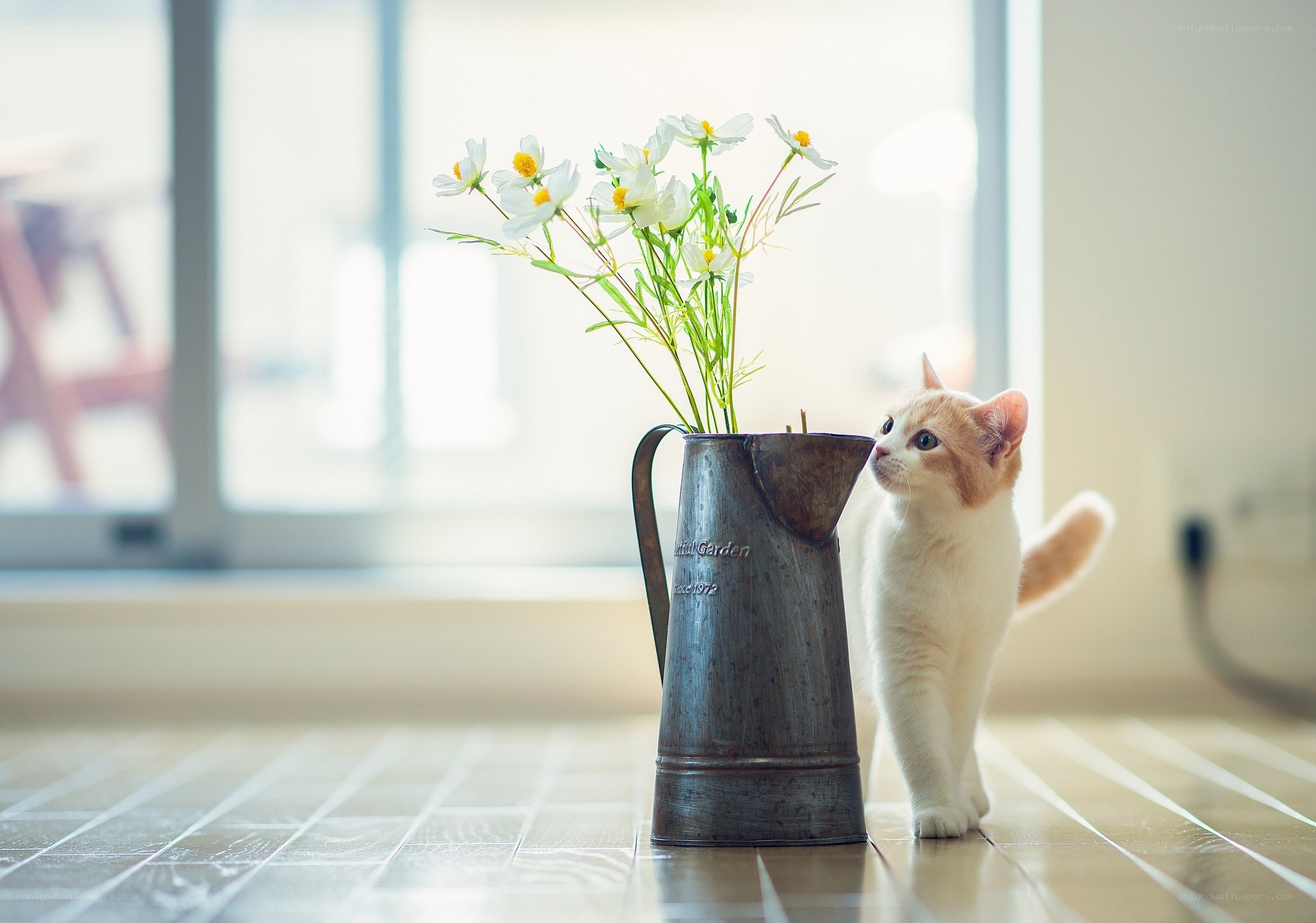 Cat with flowers in a pitcher