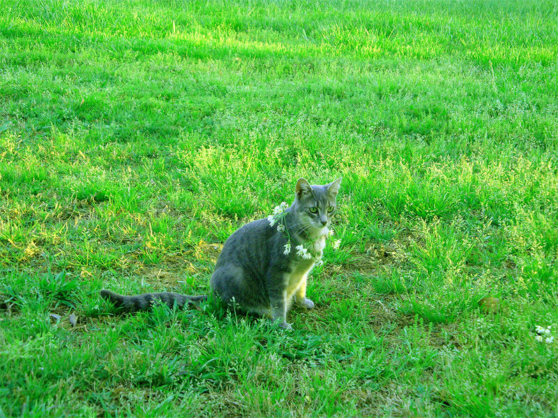 cat with flowers in grass