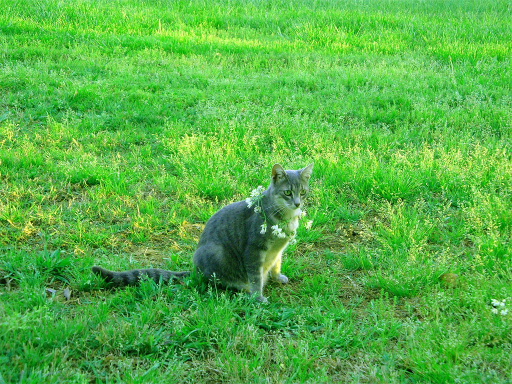 cat with flowers in grass
