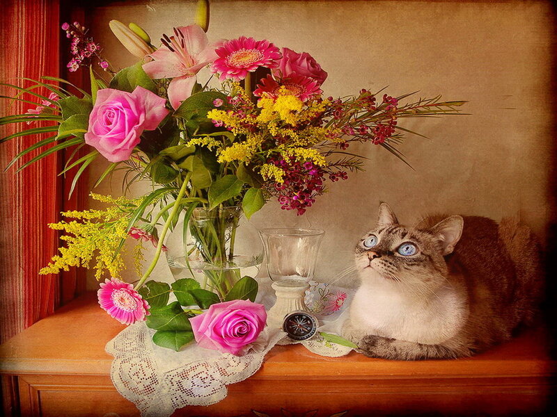 Cat with Flowers — Pink, Calm, Photograph