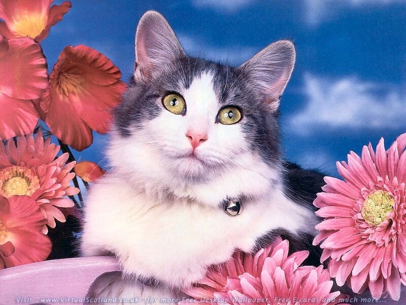 cat with flowers