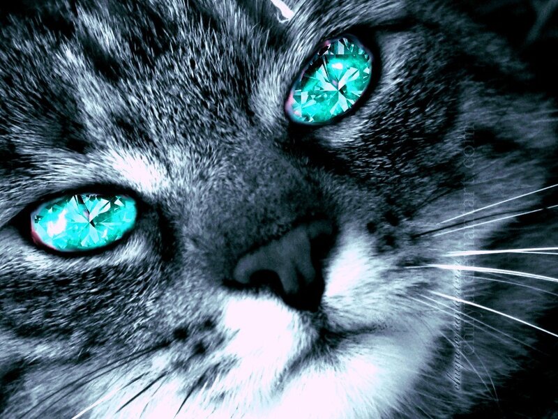 cat with gemstone eyes