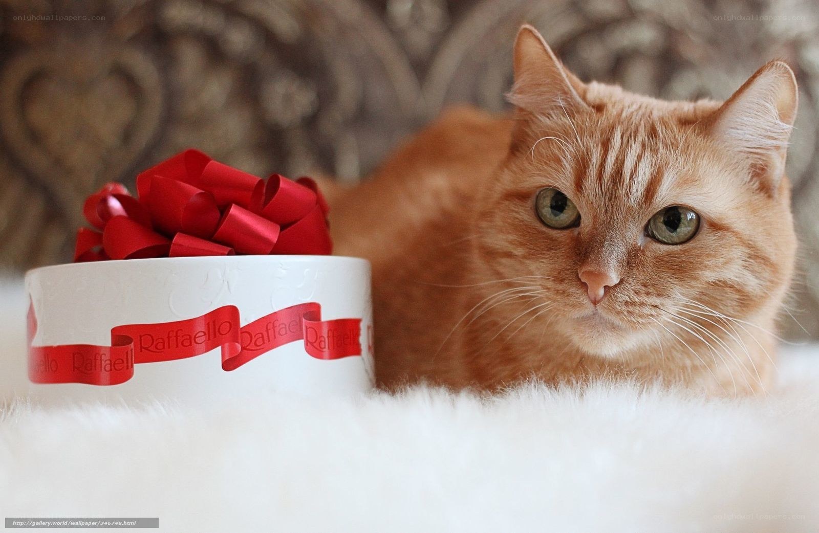 cat with gift box