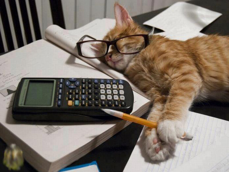 Cat with Glasses and Calculator