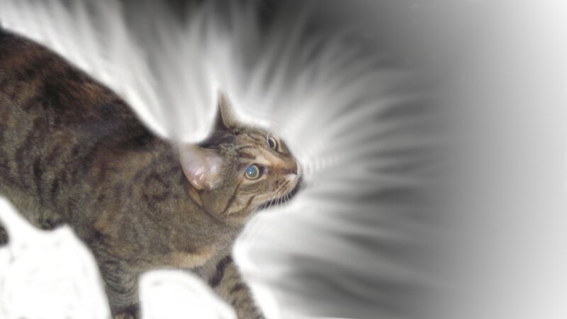 cat with glowing aura