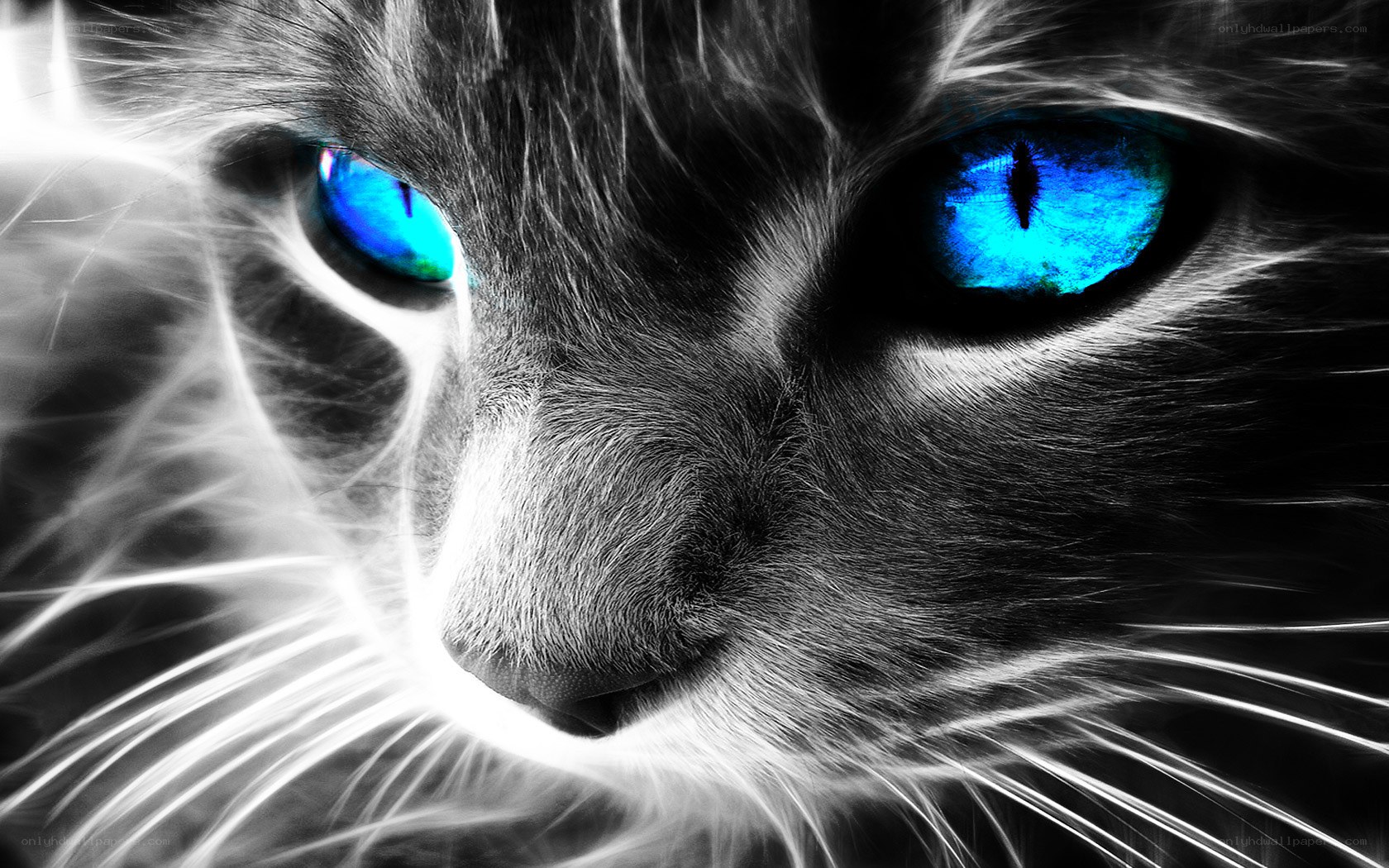 cat with glowing blue eyes