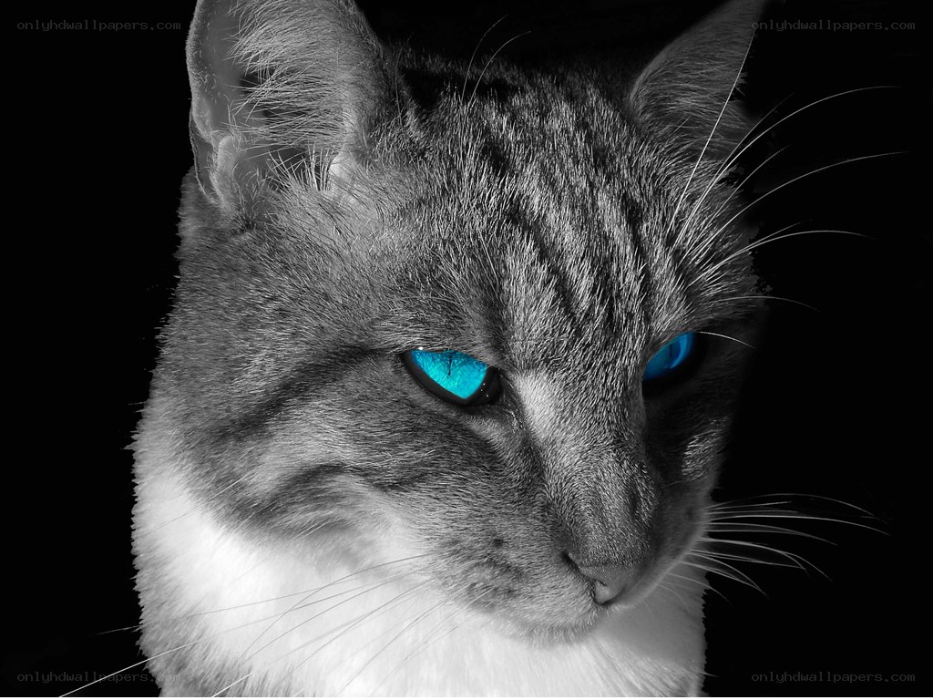 cat with glowing blue eyes