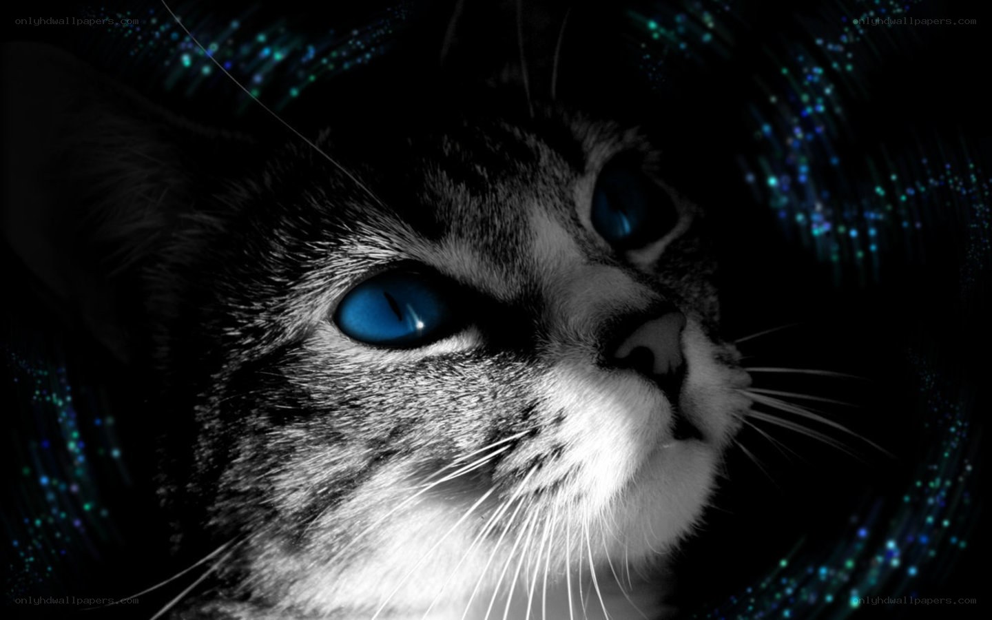 cat with glowing blue eyes