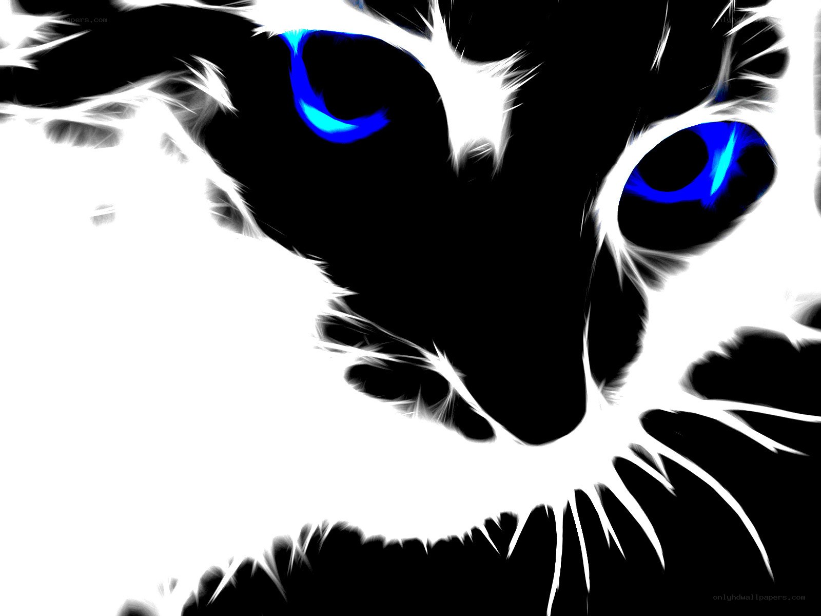 cat with glowing blue eyes