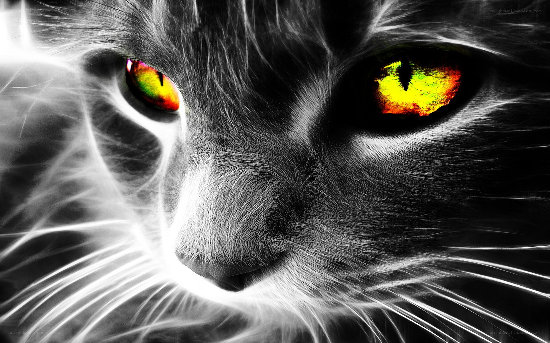 cat with glowing eyes