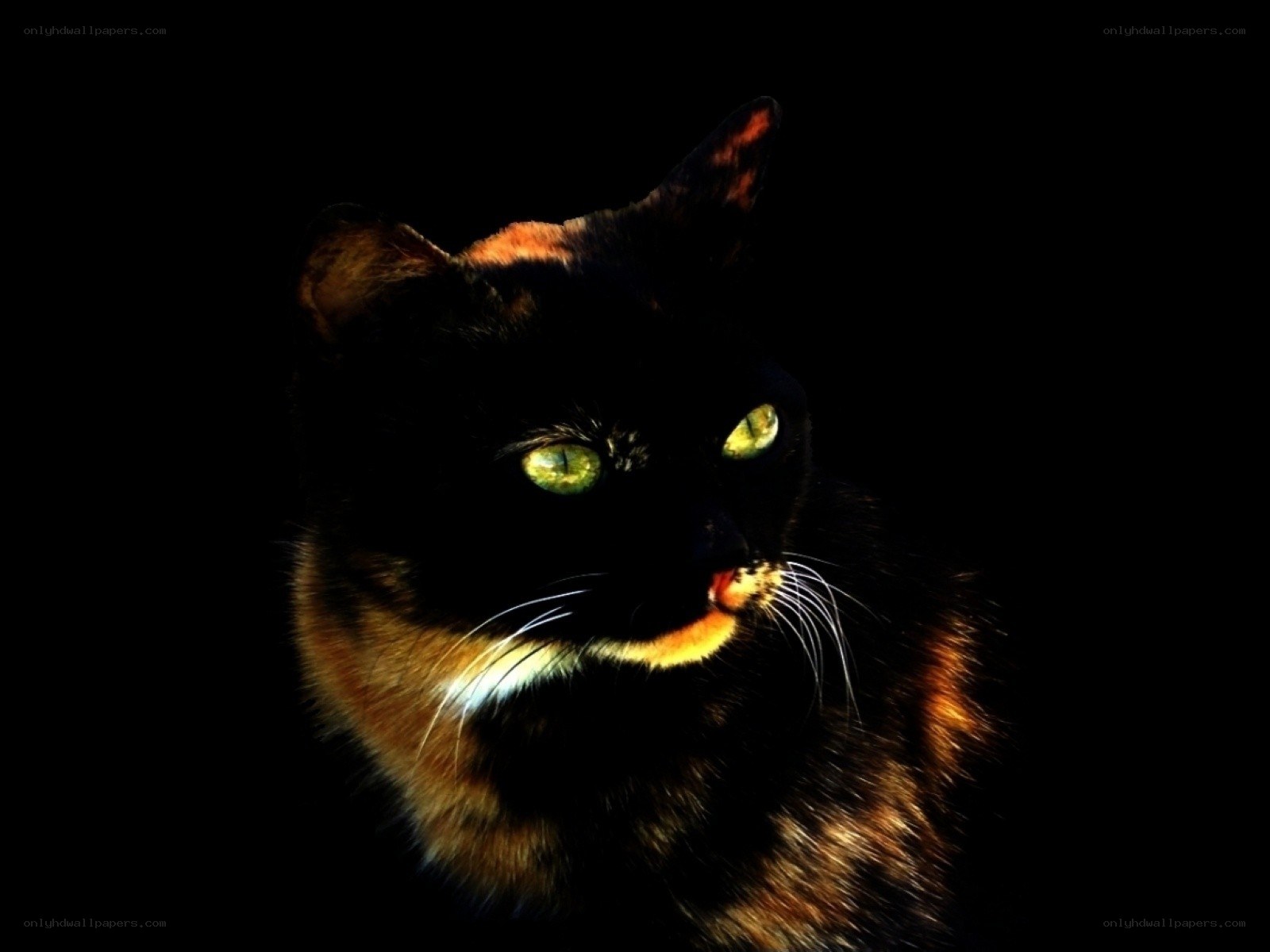 cat with glowing eyes