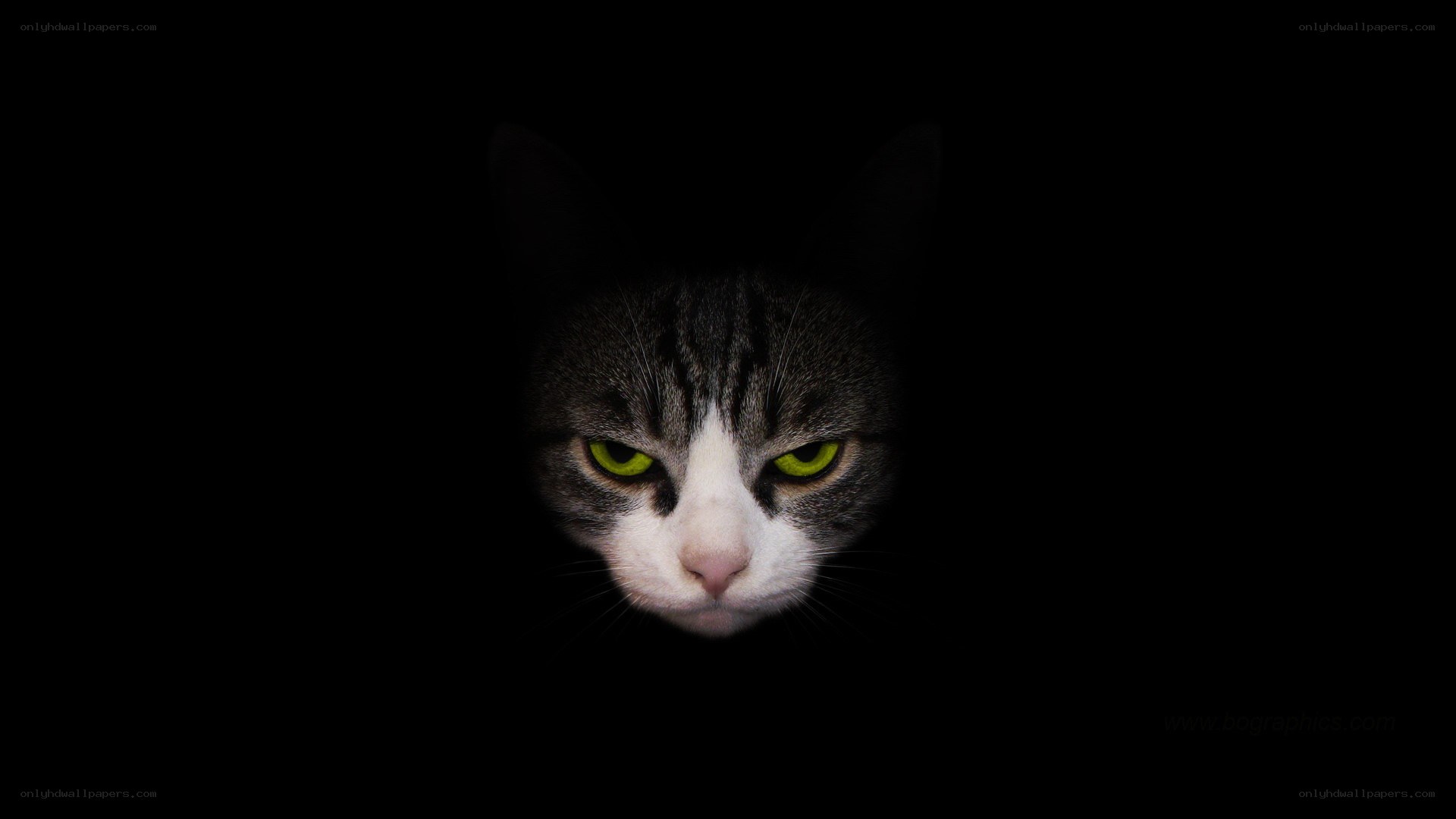 cat with glowing eyes