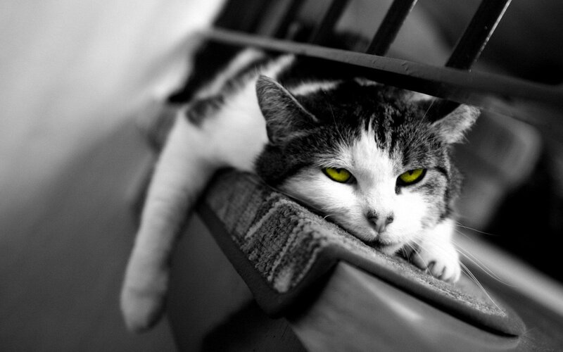 cat with glowing eyes