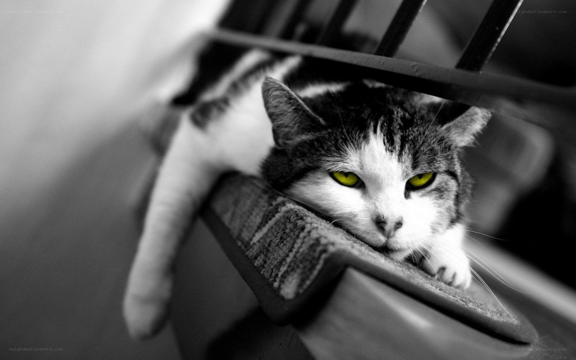 cat with glowing eyes