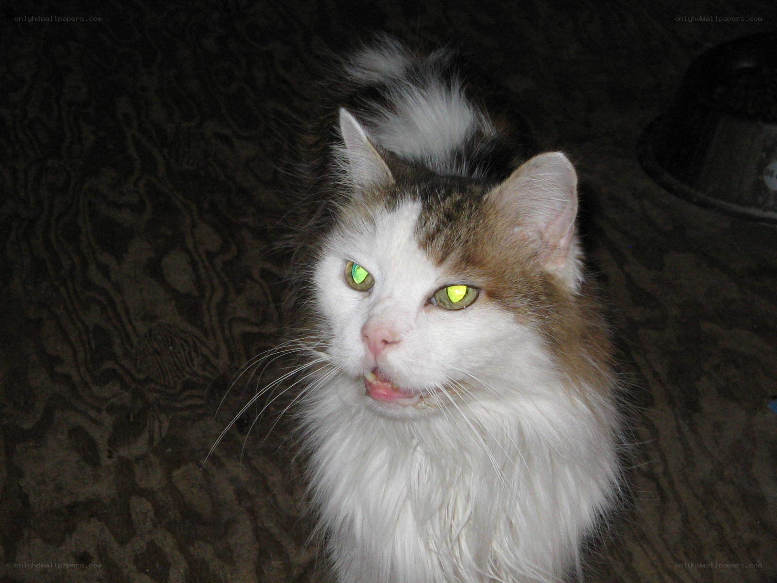 cat with glowing eyes