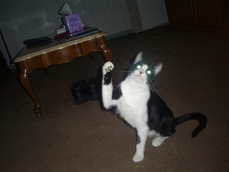cat with glowing eyes