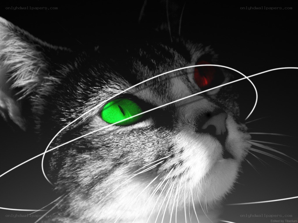 cat with glowing eyes