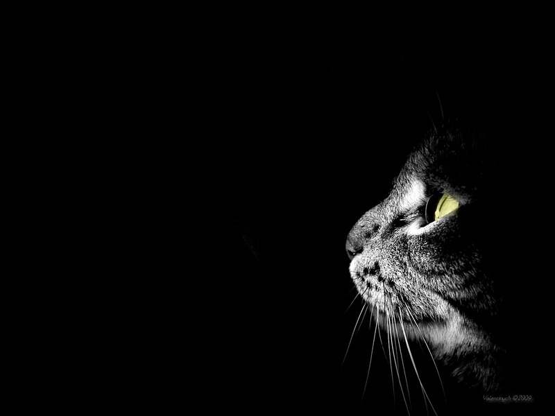 cat with glowing eyes