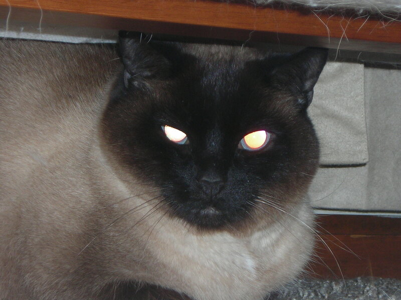 cat with glowing eyes