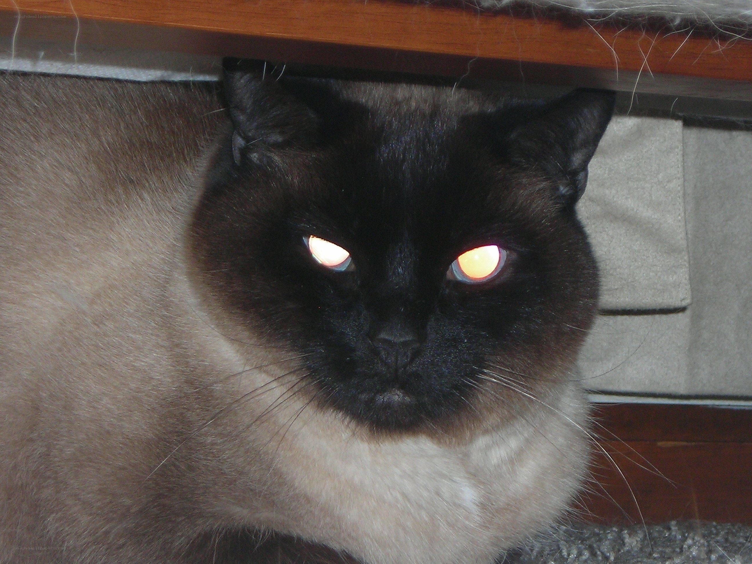 cat with glowing eyes
