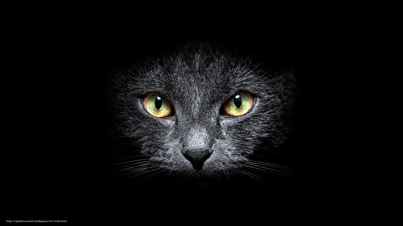 cat with glowing eyes